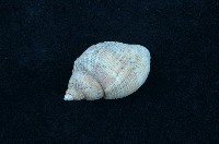 藏品(核螺)的圖片